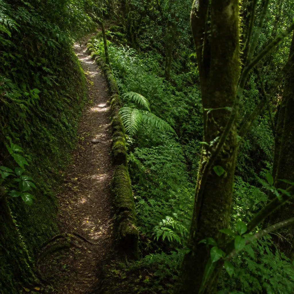 Trilha na floresta